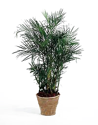 شامادورا - نخل بامبو